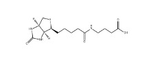 35924-87-9 4-((Biotinoyl)amino)Butyric acid 生物素?;?4-氨基丁酸